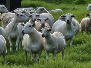 Australian white Lambs