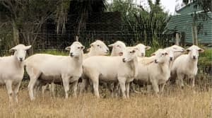 Australian White Rams - very well bred and ready to work