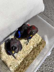 female baby eclectus bird