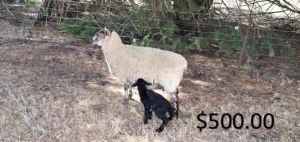 2 Black Sussex Dorper lambs and mothers, lambs are female.