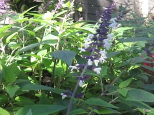 Salvia (Purple haze/sage)