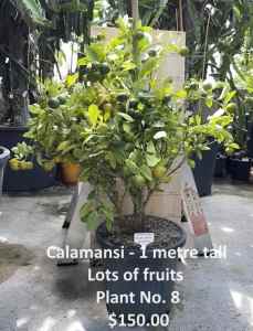 Calamansi - Citrus x microcarpa Cumquat (Calamondin) 1 metre tall