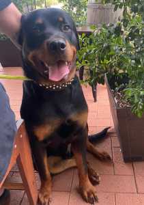 Purebred Rottweiler 11 month old male