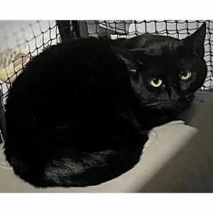 6705 : Mamameow- CAT for ADOPTION - Vet Work Included