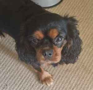 Cavalier King, Charles Spaniel female 14 months old entire