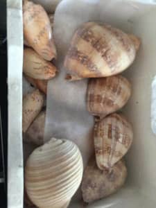 Sea Shell $3 / cm