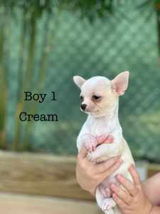 Genuine pedigree Chihuahua puppies INTERNATIONAL bloodlines