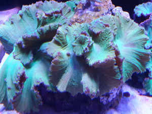 Coral Frags Assorted