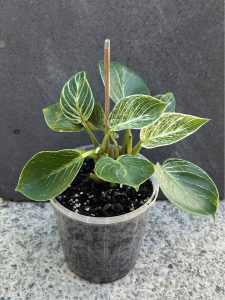 Philodendron Birkin (Indoor/Outdoor Plant)
