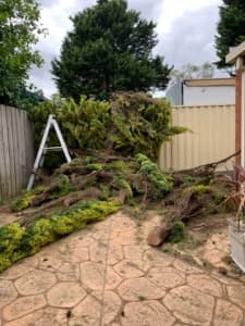 Tree removal & Lopping services