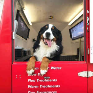 Established Mobile Dog Grooming Business