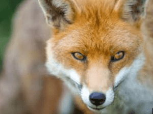 FOX ISSUIE, FOX PROBLEMS ?