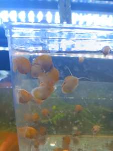 Mystery snails for sale