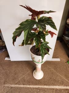 Begonia in pot with stand
