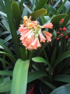 Large clivia plants, 10-15% off for multi-purchases