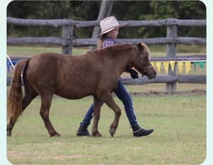 Elsie- performance horse mare for the whole family.