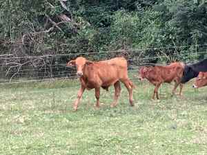 Cows steers heifers calfs from $100
