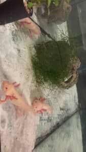 Axolotls!!