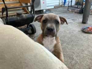 Staffy puppy blue fawn, pedigree with papers - READY NOW!!!