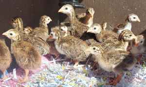 Guinea Fowl Keets and Eggs ***Special Sale***
