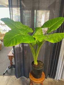 YOUNG, HEALTHY, WELL ESTABLISHED, ELEPHANT EARS PLANT.