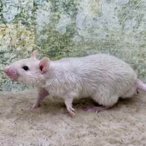 Gorgeous Pet Rats from Ethical Breeder