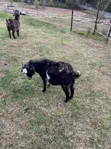 Male 2 year old billy goat