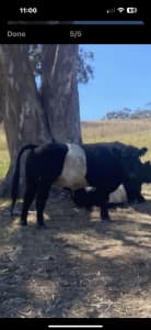 Two year old belted Galloway bull