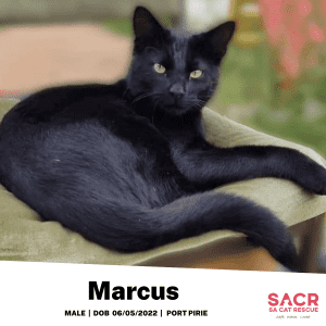 Available for adoption - Marcus!