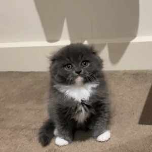 British longhair/shorthair kittens available