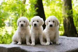 Purebred Golden Retriever Puppies 