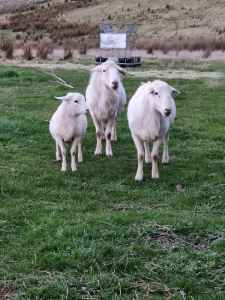 Australian White Ewes and Rams for sale