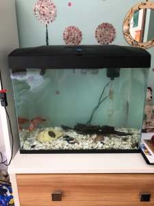 Excellent Working Aquarium Fish Tank For Sale