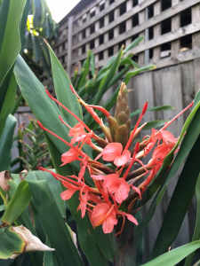 Red Ornamental Ginger Lily