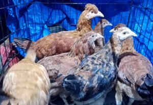 Araucana chickens, Muscovy Ducks and Bronzewing Turkeys
