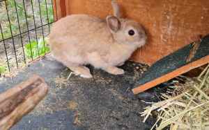 Netherlands dwarf Female Bunny 🐰 🐇 Need Gone ASAP PRICE IS NEG.