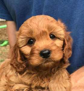 Cute and Cuddly Cavoodle Puppies