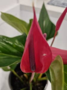 SOLD Salmon Pink Anthurium in a 200 mm pot