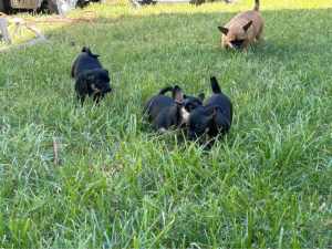 Chihuahua Puppies ready to go in good homes 