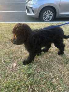 Poodle purebred puppy