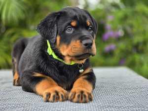 last Rottweiler aka Rottie puppy Male with NBT Lines