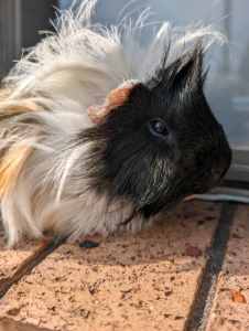 Free male guinea pig
