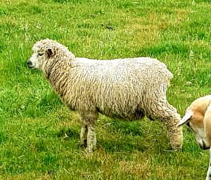 Spring lambs rams or wethers | Livestock | Gumtree Australia Wangaratta  Area - Tolmie | 1306618725