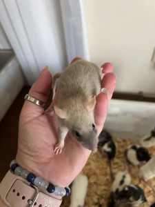 Rats friendly baby rats