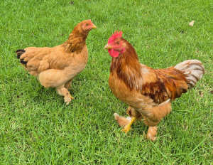 Golden Isa, mix chickens
