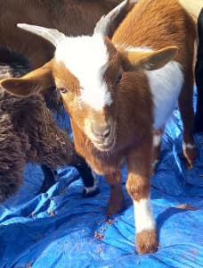 Young Miniature Goats for sale
