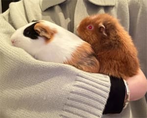 2 female guinea pig looking for new home 🏠💕