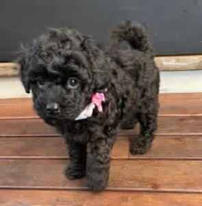 Pure toy poodle (DNA)