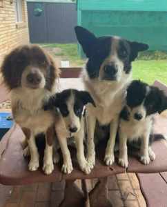Border Collie Puppies ready for their forever home.