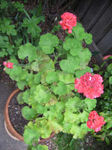 Flowering Red Geranium in Terracotta Pot